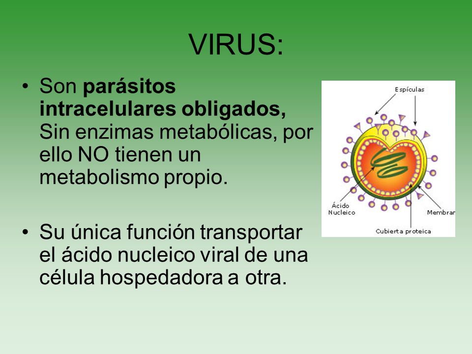 porque los virus son parasitos intracelulares obligados porque los virus son parasitos intracelulares obligados